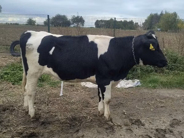 Kuh, Russian Black pied cattle