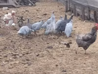 Guinea fowl — Foto 1
