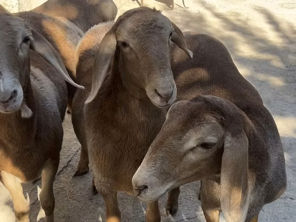 Schaf, Arashan sheep — Kirgisistan