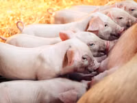 Premixuri pentru animale şi păsări — фото 4