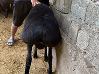 كبش, الأغنام — الصورة 2