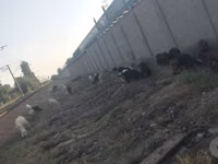 母山羊, Goats — 照片 3