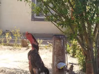 Chickens — foto 1