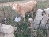 ثور, الماشية — الصورة 3