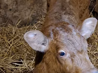 公牛, Simmental cattle — 照片 1