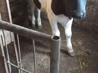Kuh, Russian Black pied cattle — Foto 1