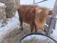 Toro, Highland — foto 1