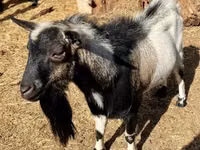 تيس, Dutch Landrace goats — الصورة 7