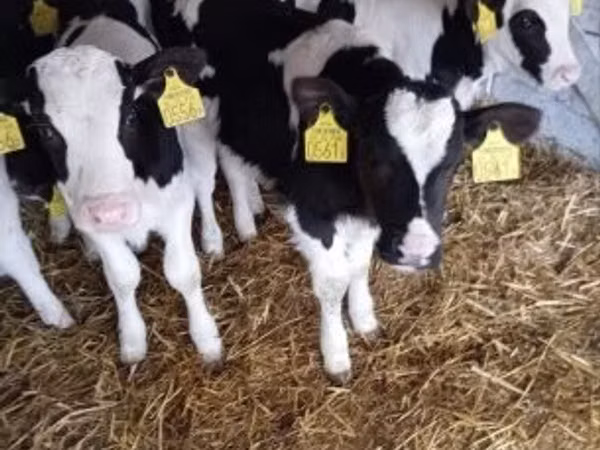 公牛, Holstein breed