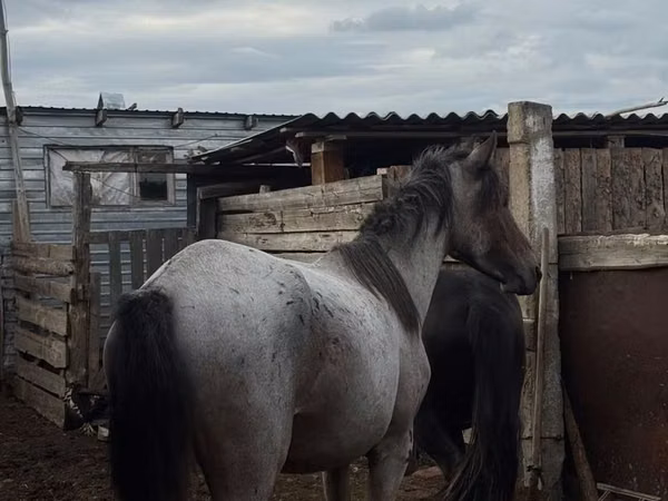 Caballo, Kustanai horse
