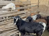 Ziegenbock, Alpine goat — Foto 4
