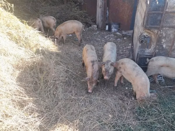 Schweine (Partie, Geschlecht nicht angegeben), Schweine