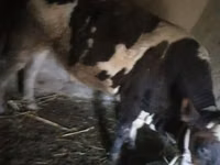 公牛, Russian Black pied cattle — 照片 1