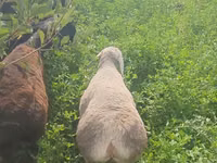 绵羊（批次，未指定性别）, Sheep — 照片 3