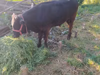 Bull, Cattle — photo 6
