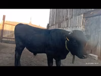 公牛, Swiss cattle — 照片 1
