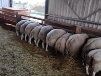 Widder, Beltex sheep — Foto 1