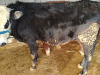 Bulle, Kasachische Weißkopfkuh — Foto 2