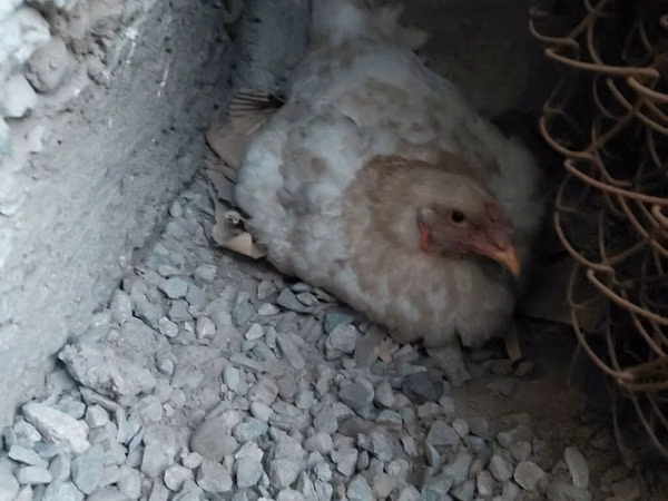 Chickens — Kirgisistan