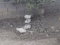Chickens — Foto 2