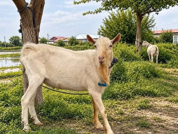 تيس, Saanen goat — أوزبكستان