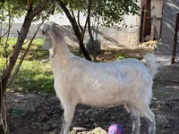 Ziege, Russian White goat — Foto 7