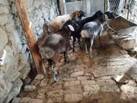كبش, Rhon sheep — الصورة 2