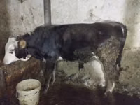 सांड, मवेशी — फ़ोटो 3