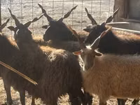 نعجة, Racka sheep — الصورة 3