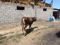 母牛, Swiss cattle — 照片 3