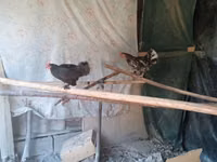 Bantam — Foto 2