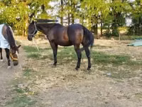 Hengst, Nonius horse — Foto 3