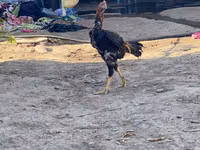 Chickens — Foto 2