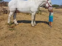 Hengst, Percheron — Foto 5