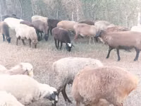 Sheep, Sheep — photo 5