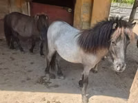Stute, Shetland Pony — Foto 2
