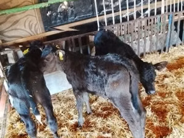 Toro, Ganado vacuno