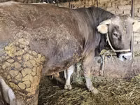 公牛, Swiss cattle — 照片 5
