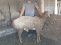 Sheep, Sheep — photo 1