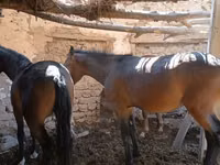 فرس, الخيول — الصورة 5