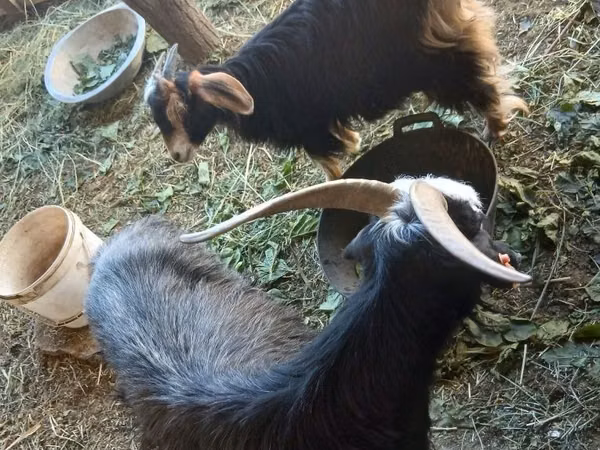 母山羊, Alpine goat — 乌兹别克斯坦