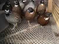 Guinea fowl — Foto 2