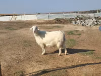 Cabra, Saanen goat — foto 1