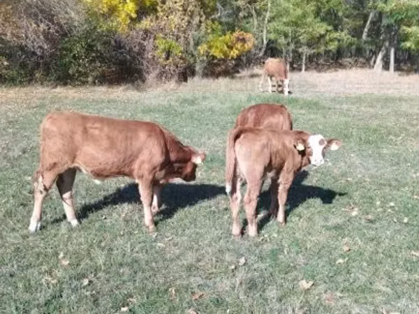 Rinder (Partie, Geschlecht nicht angegeben), Limousin-Kuh
