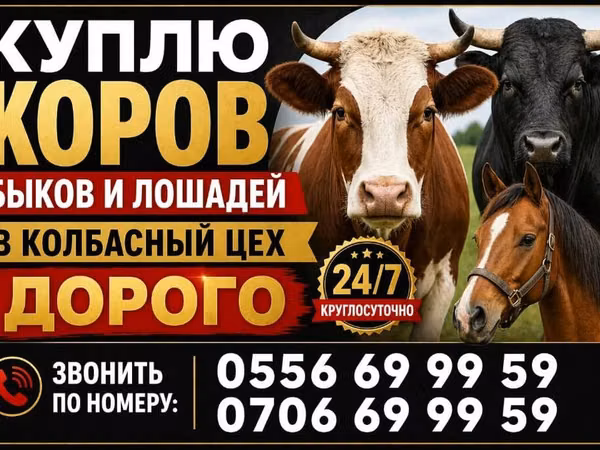Корова, Коровы