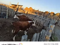 Bull, Simmental cattle — photo 2