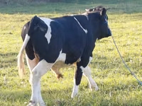 ثور, Russian Black pied cattle — الصورة 4