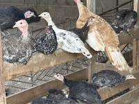 Turkeys — photo 2