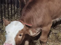 सांड, Simmental cattle — फ़ोटो 2