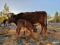 Vaca, Ganado vacuno — foto 1